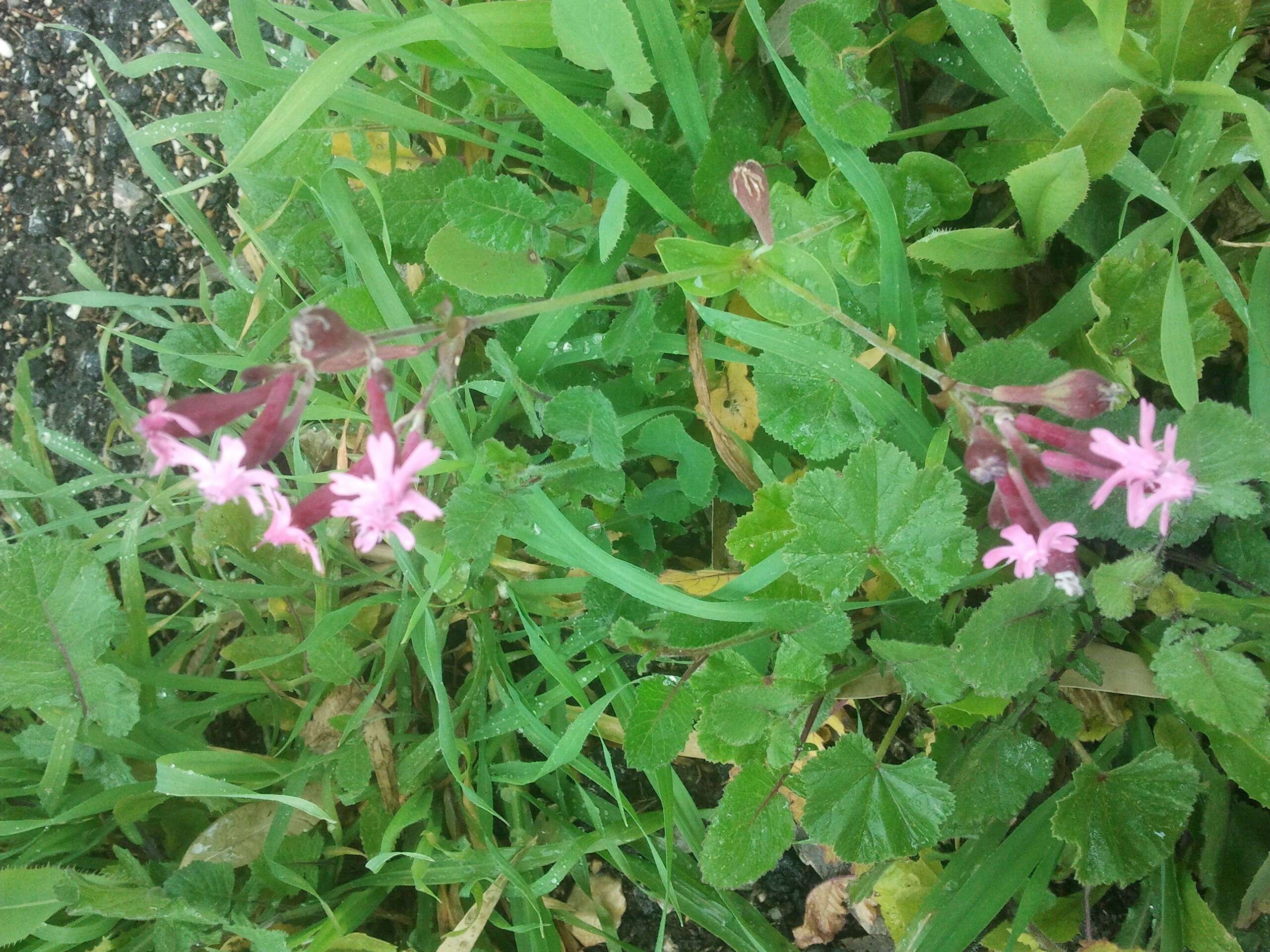 Silene aegyptiaca (L.) L. fil.的圖片