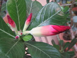 Image of Desert Rose