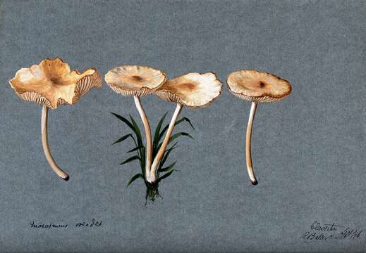 Image of Marasmius oreades (Bolton) Fr. 1836