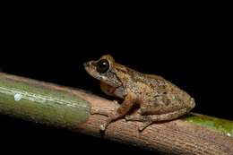 Image of Munnar bush frog