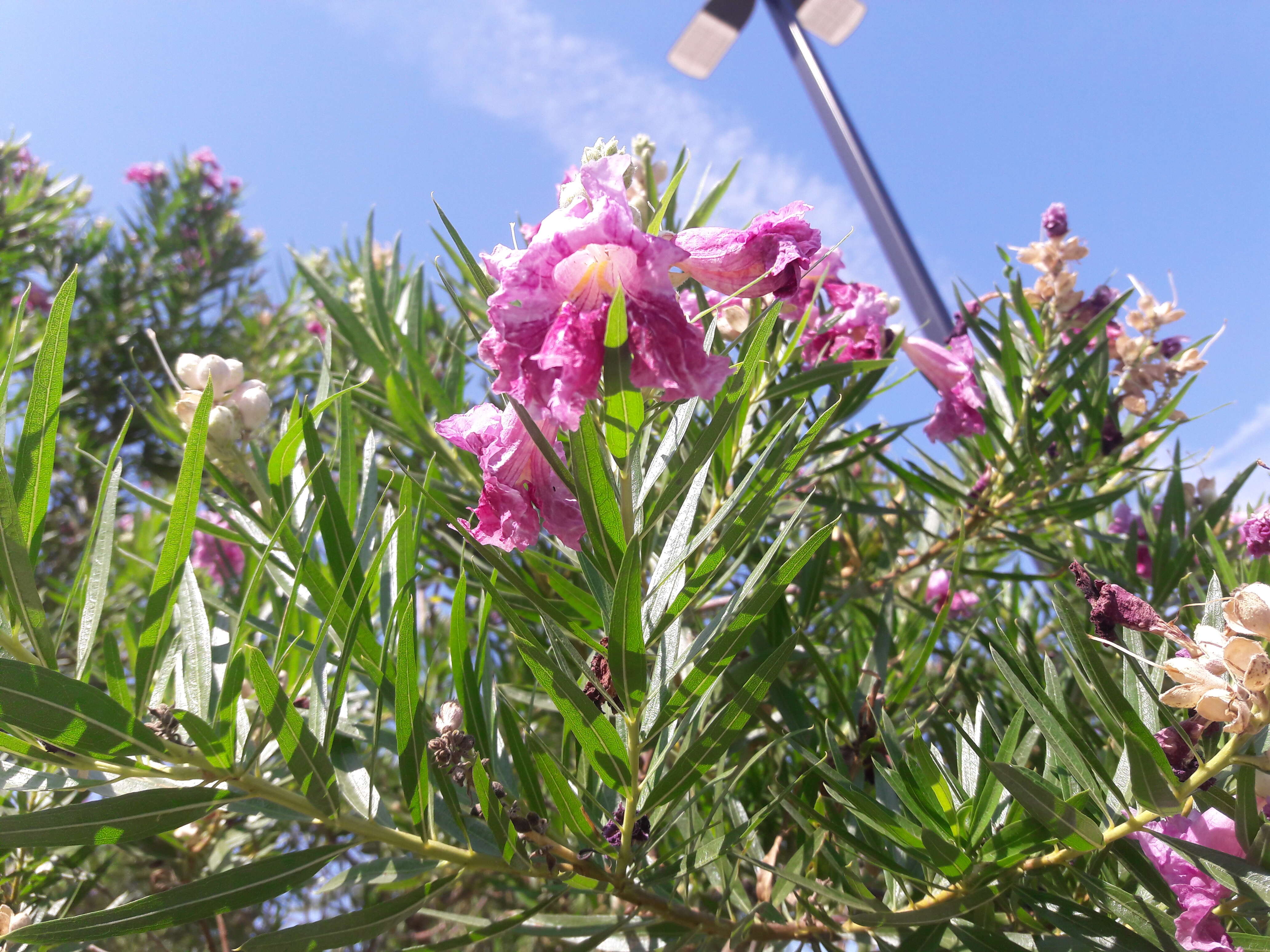 Image of desert willow