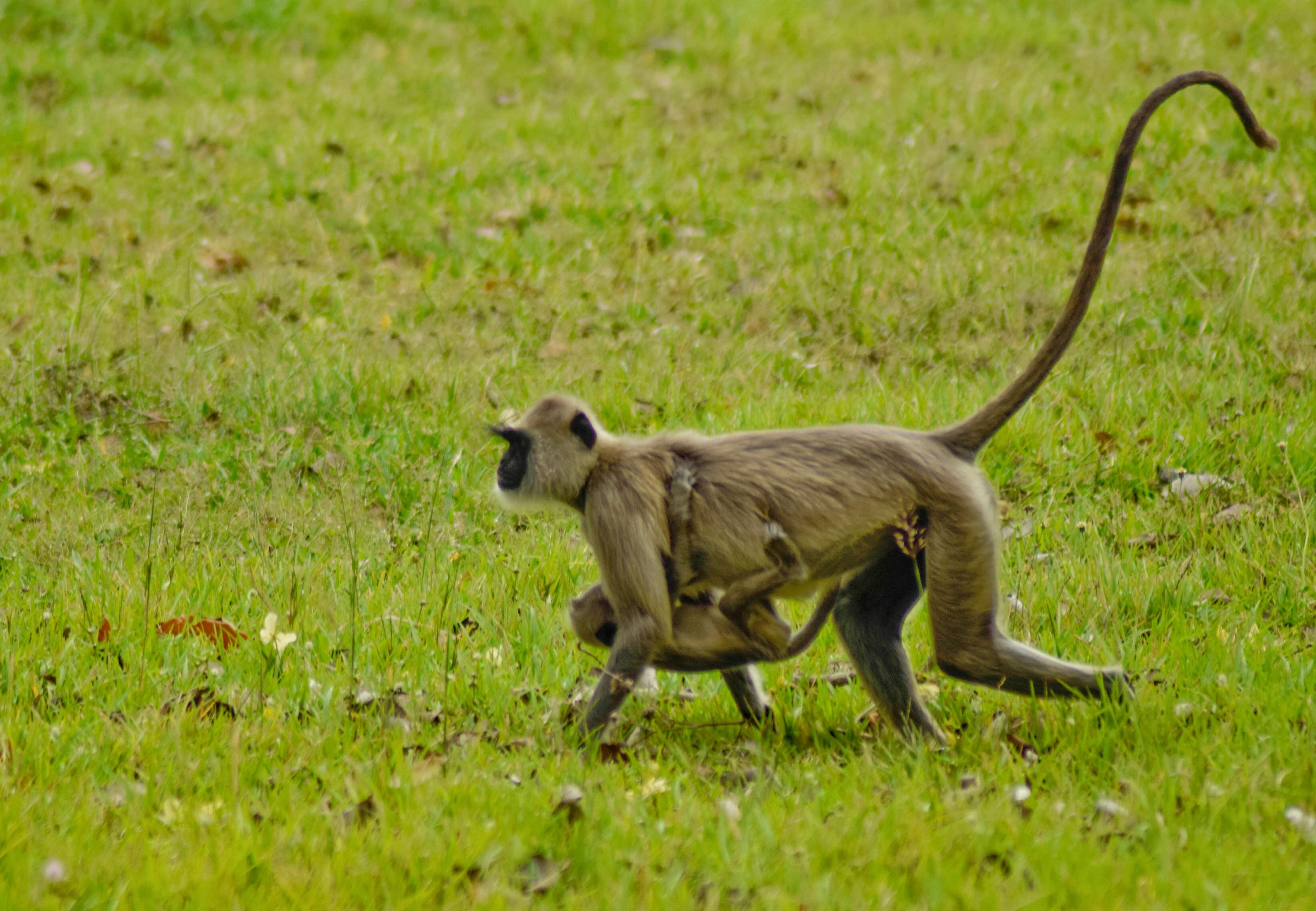 صورة Semnopithecus priam Blyth 1844