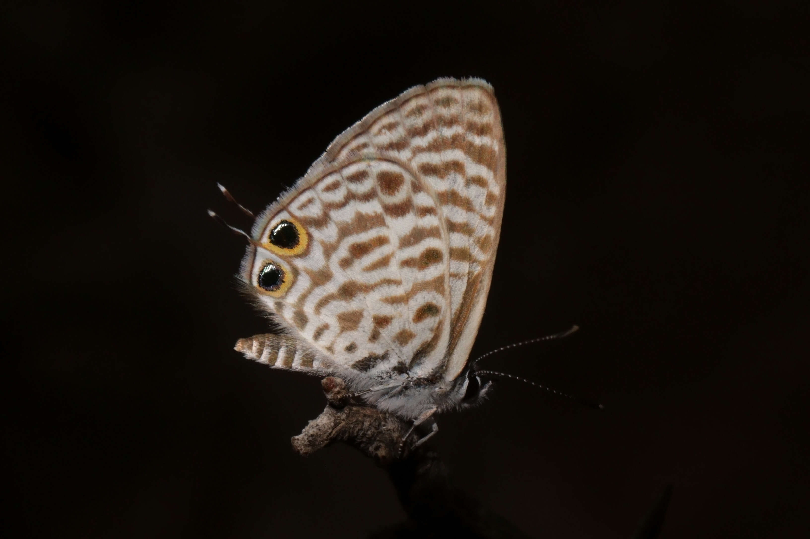 Image of Lang's Short-tailed Blue