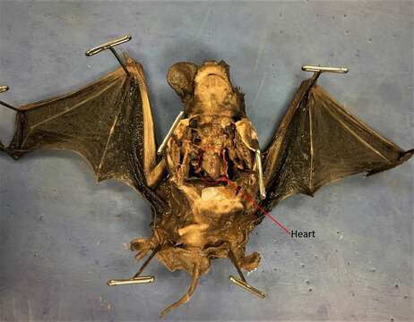 Image of Tadarine Free-tailed Bats