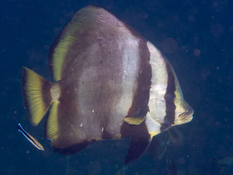 Image of Longfin batfish