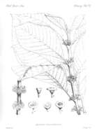 Image of Siparunaceae