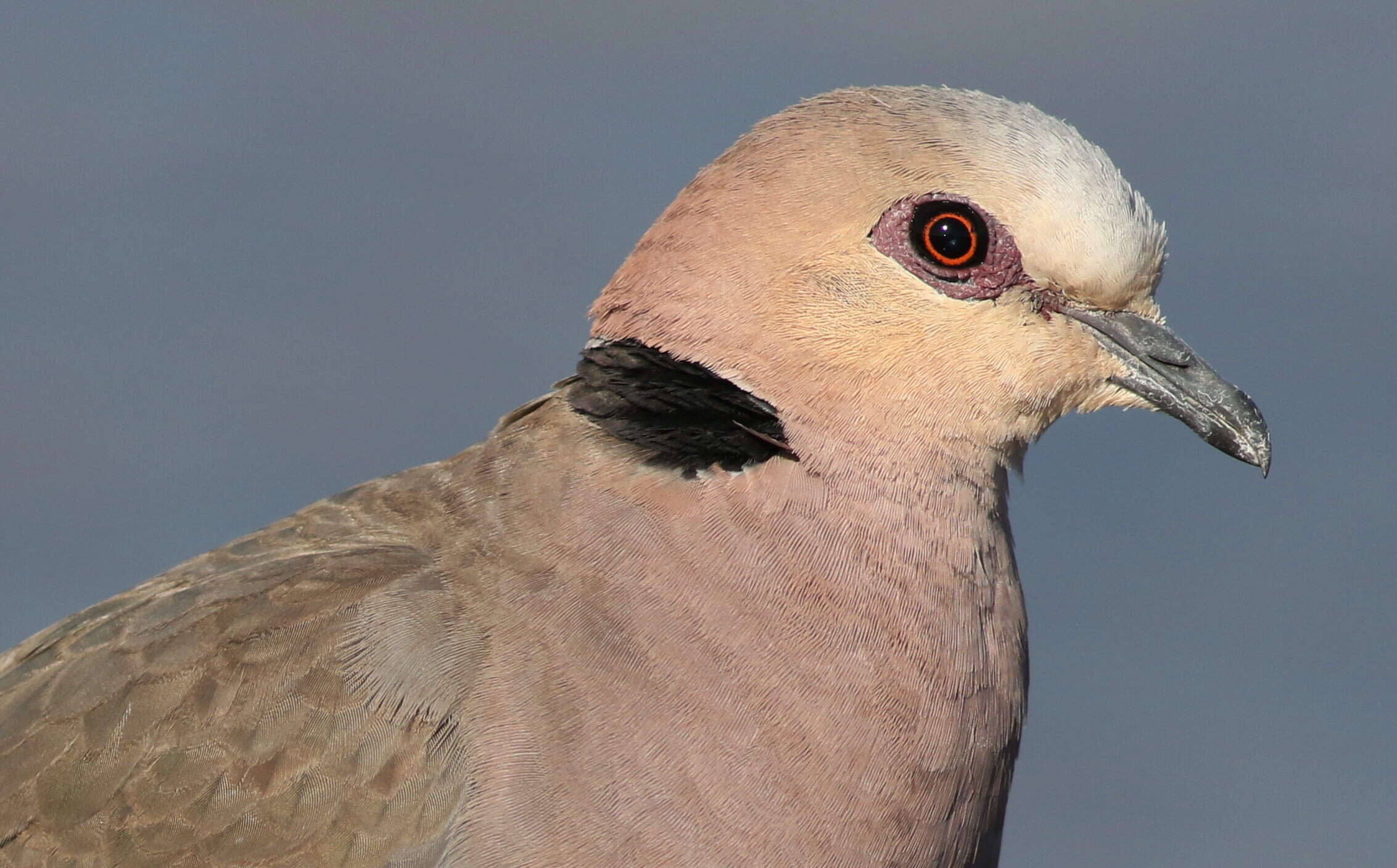 Image of Red-eyed Dove