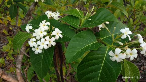 Image of Bitter Oleander