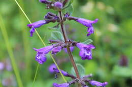 Image of Clinopodium alpinum