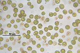 Image of barbula moss
