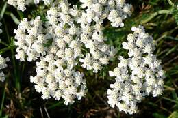 Image of yarrow, milfoil