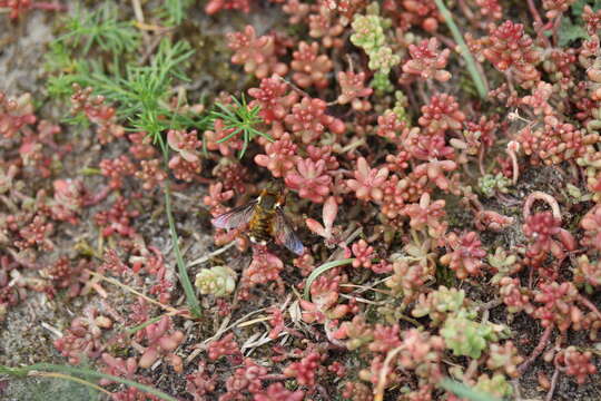 Image of White Stonecrop