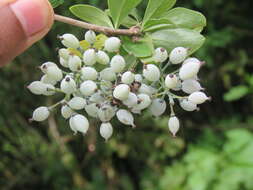 Image of Berberis aristata DC.