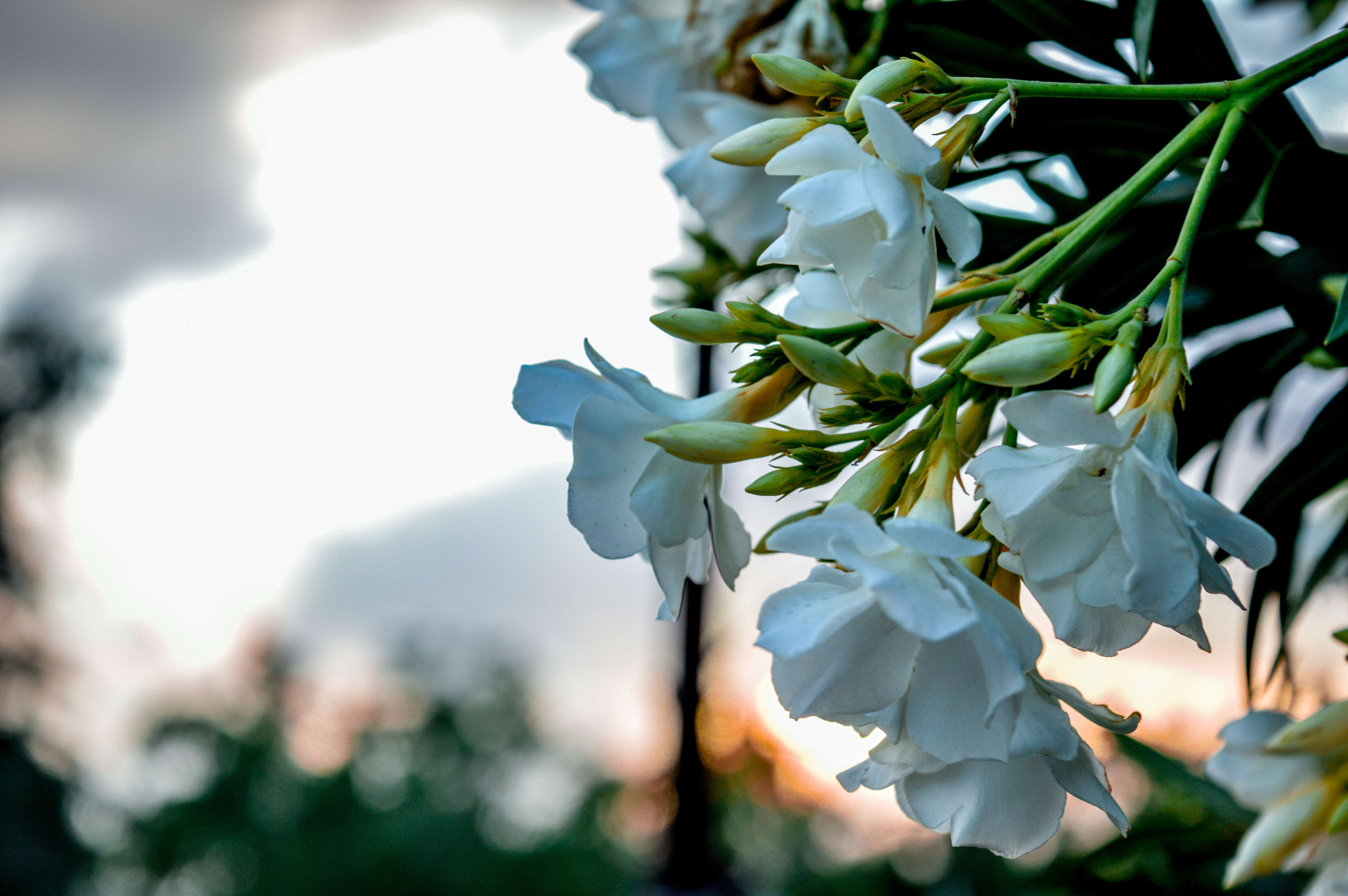 Image of Oleander