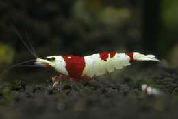 Image of Caridina cantonensis