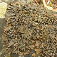 Image of Powdery kidney lichen