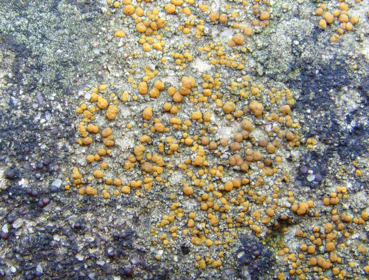 Image of protoblastenia lichen