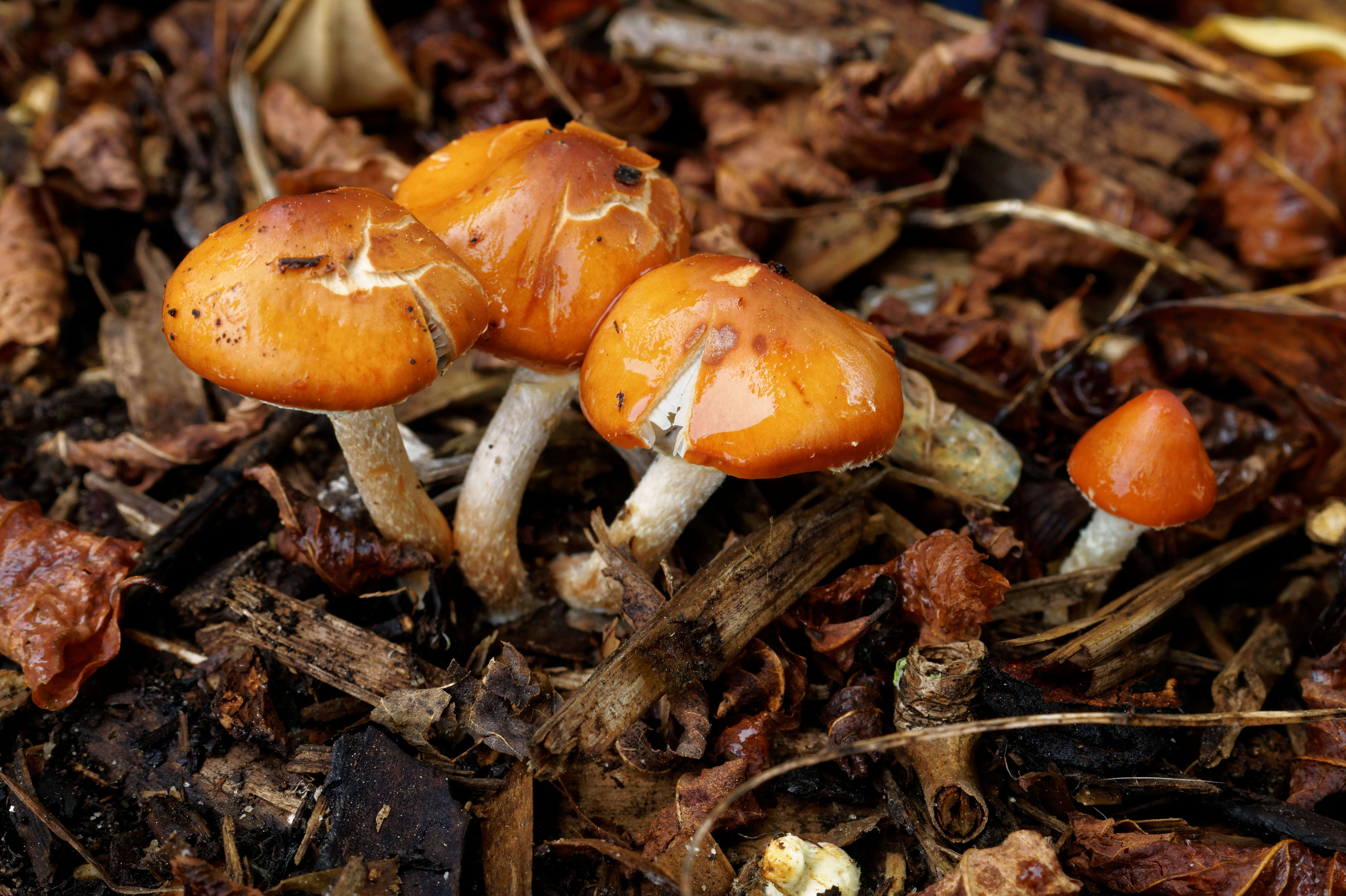 Image of Leratiomyces ceres (Cooke & Massee) Spooner & Bridge 2008