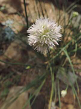 Image of Allium glomeratum Prokh.