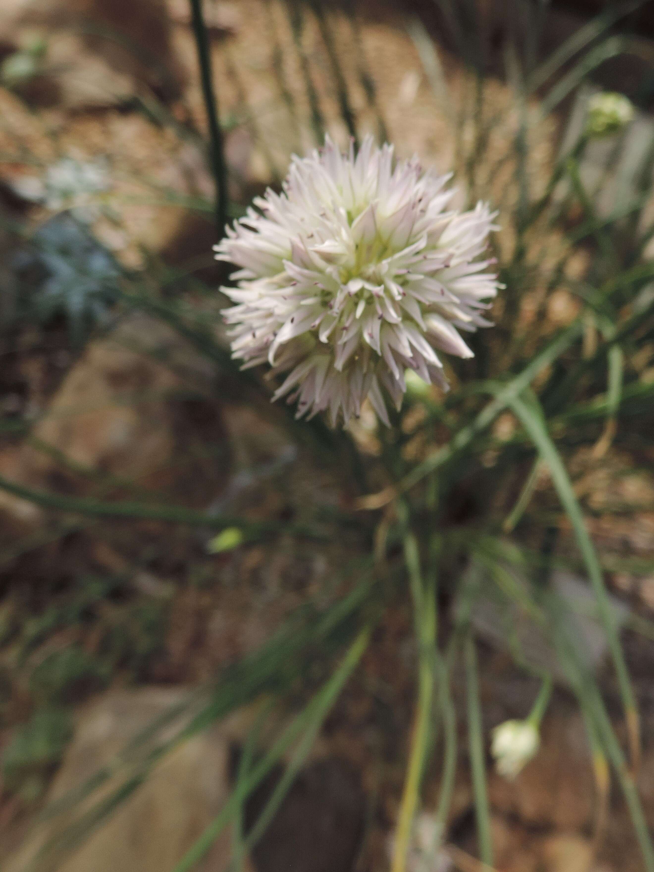 Image of Allium glomeratum Prokh.