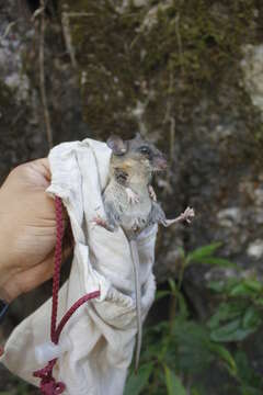 Image of Deer Mice