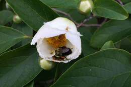 Imagem de Stewartia pseudocamellia Maxim.