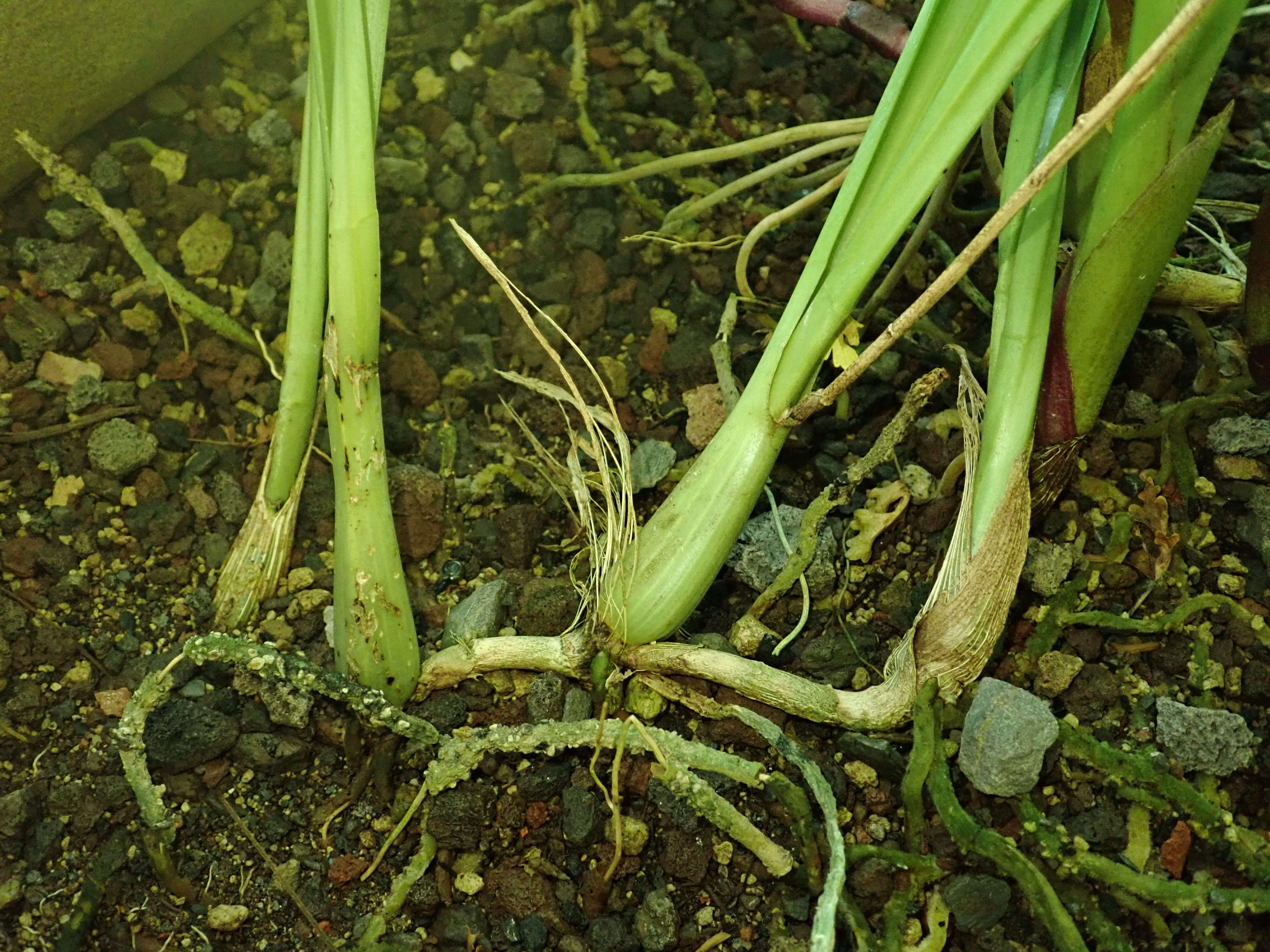 Image of Eria javanica (Sw.) Blume