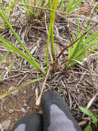 Image de Cyperus hillebrandii Boeckeler