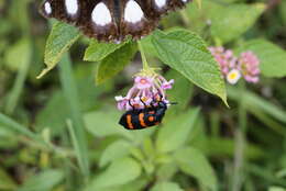 Image of Mylabris pustulata