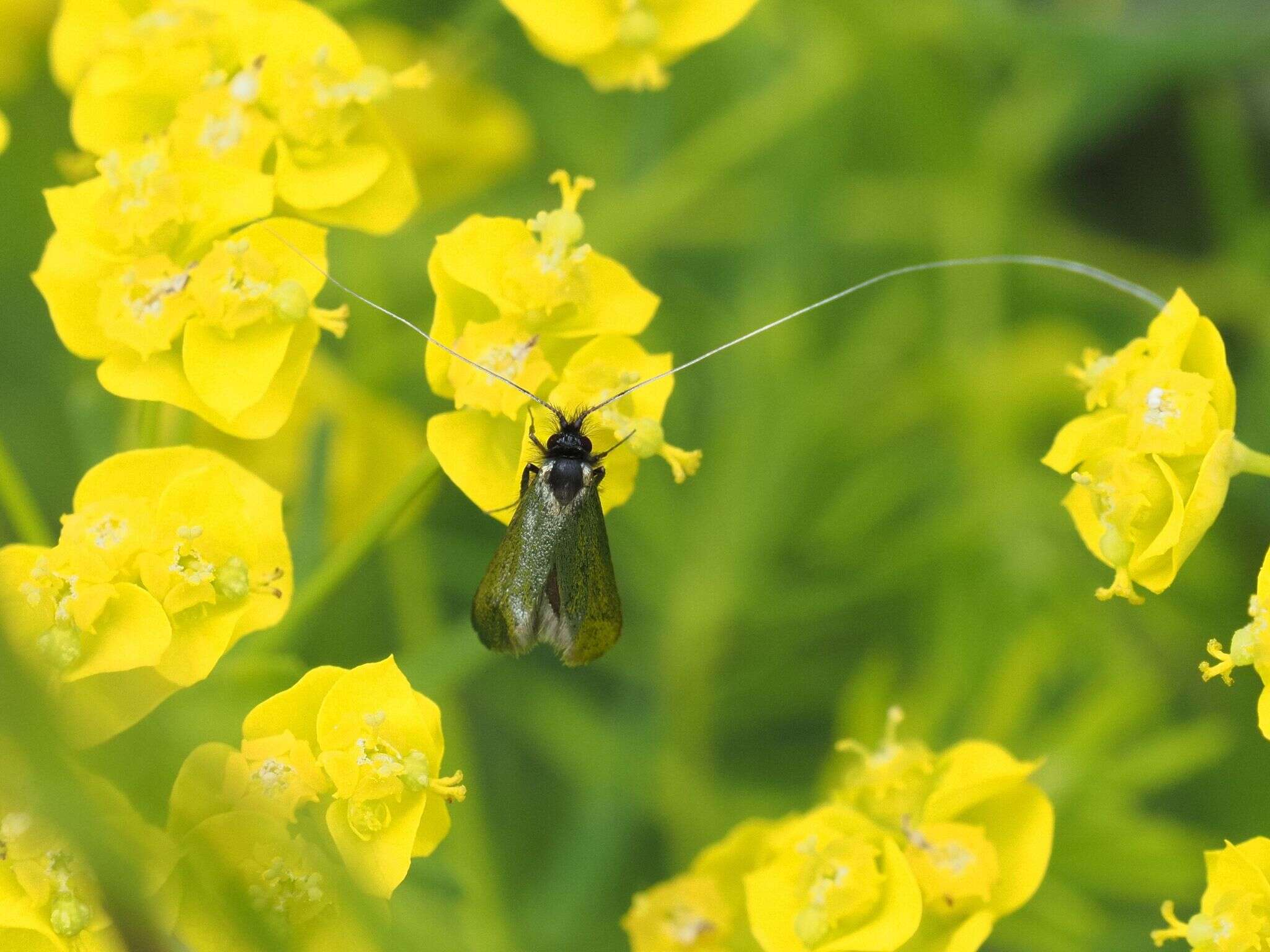 Image of Adela reaumurella