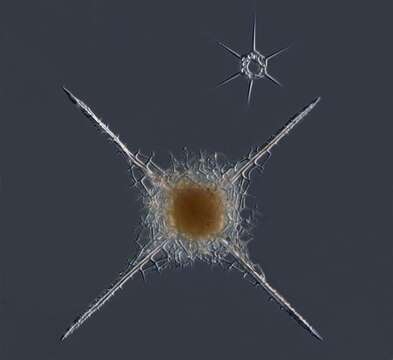 Image of Radiolaria