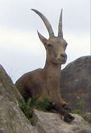 Image of Alpine Ibex