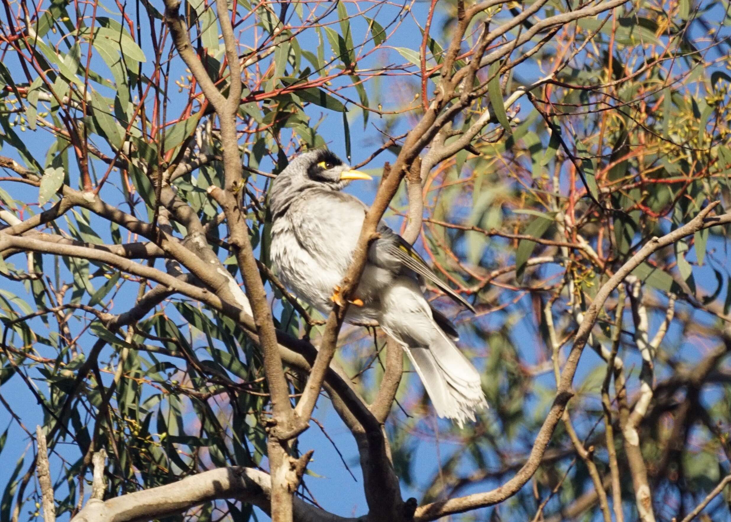 Image of Noisy Miner