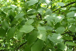 Image of Cornus walteri Wangerin