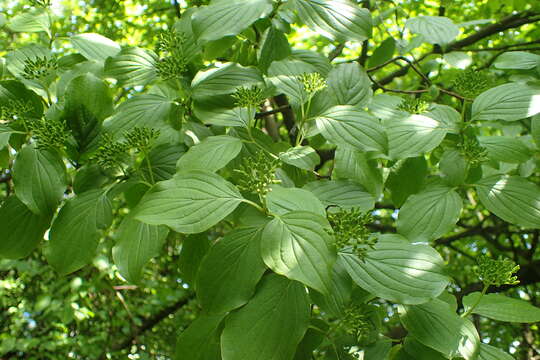 Image of Cornus walteri Wangerin