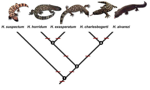 Image of Heloderma Wiegmann 1829