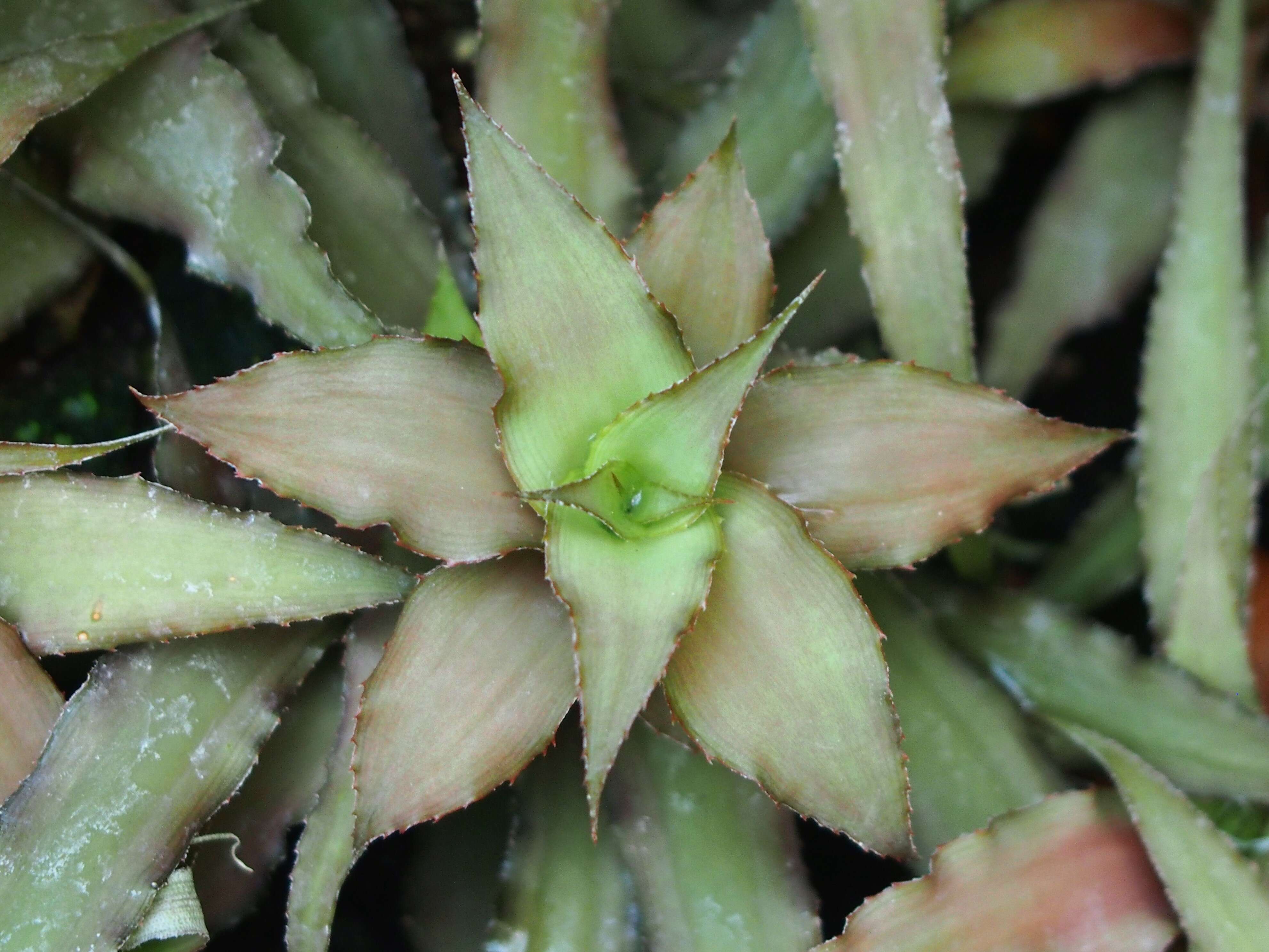 Image of Cryptanthus bivittatus (Hook.) Regel