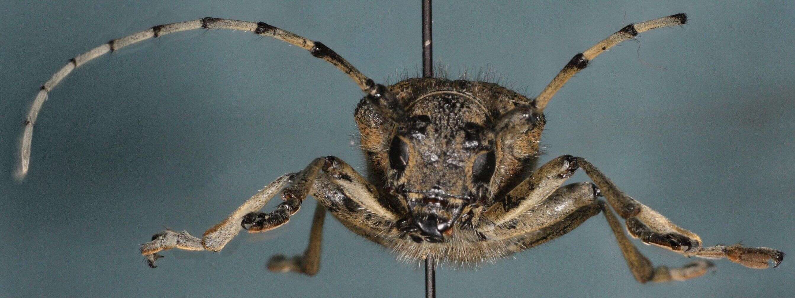 Image of Poplar Long-Horned Beetle