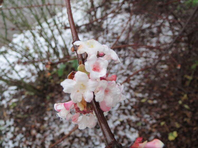 Sivun Viburnum × bodnantense kuva