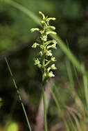 Image of Green Woodland Orchid