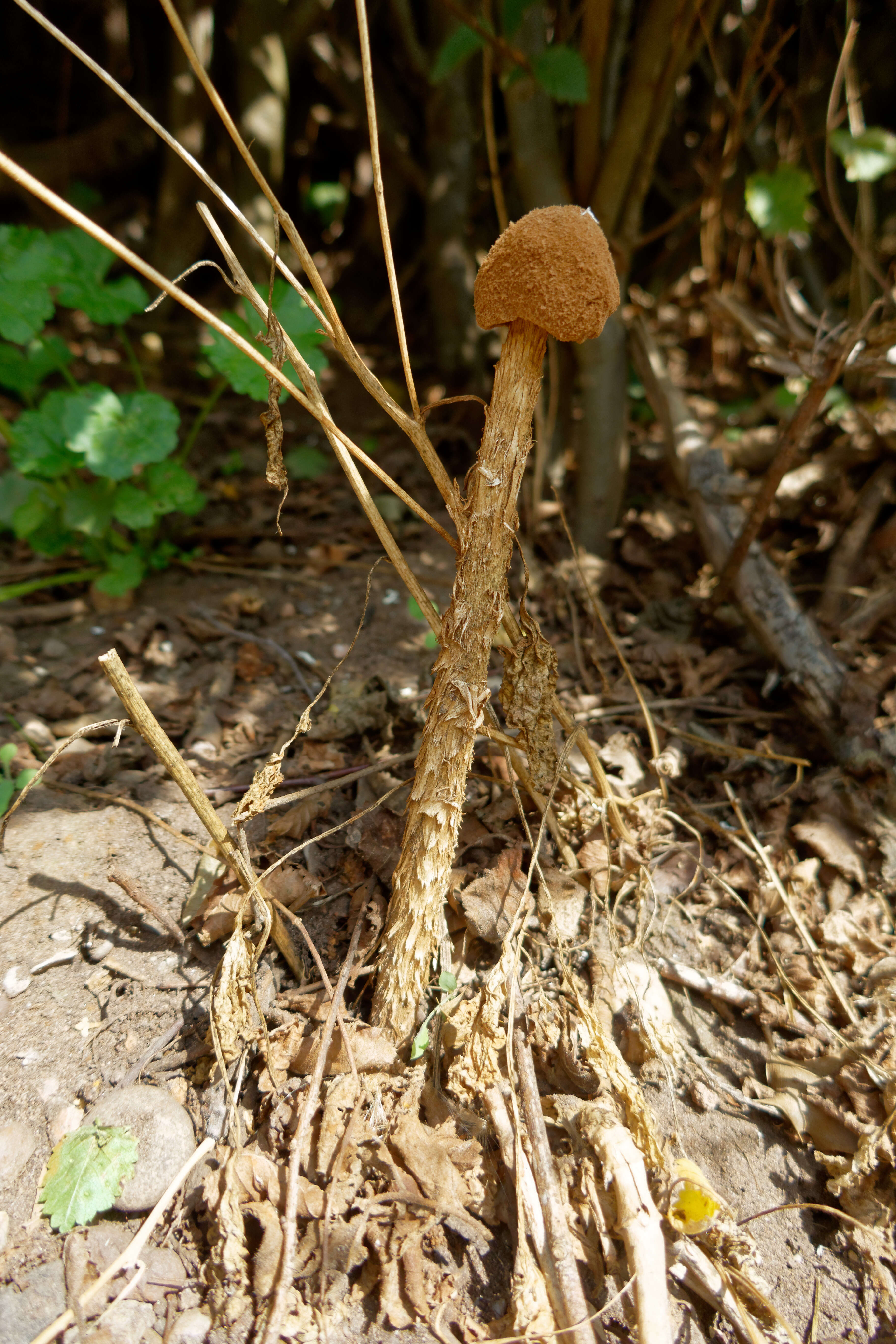 Imagem de Battarrea phalloides (Dicks.) Pers. 1801