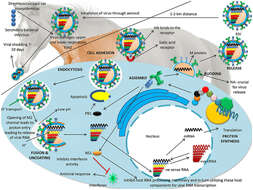 Image of Influenza A virus