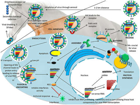 Plancia ëd Influenza A virus