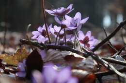 Image of American liverleaf