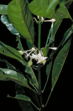 Image of Medicosma fareana (F. Müll.) T. G. Hartley