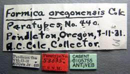 Image of Formica oregonensis Cole 1938