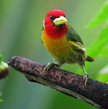 Image of Red-headed Barbet