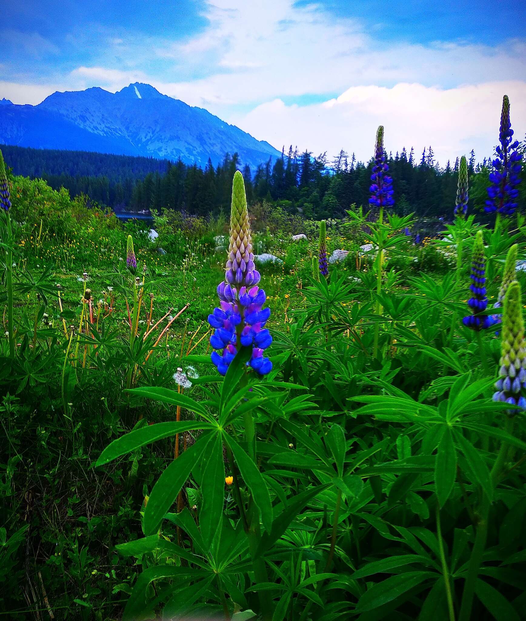 Plancia ëd Lupinus polyphyllus Lindl.