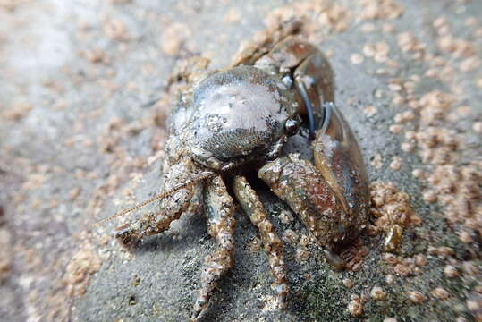 Image of flattop crab