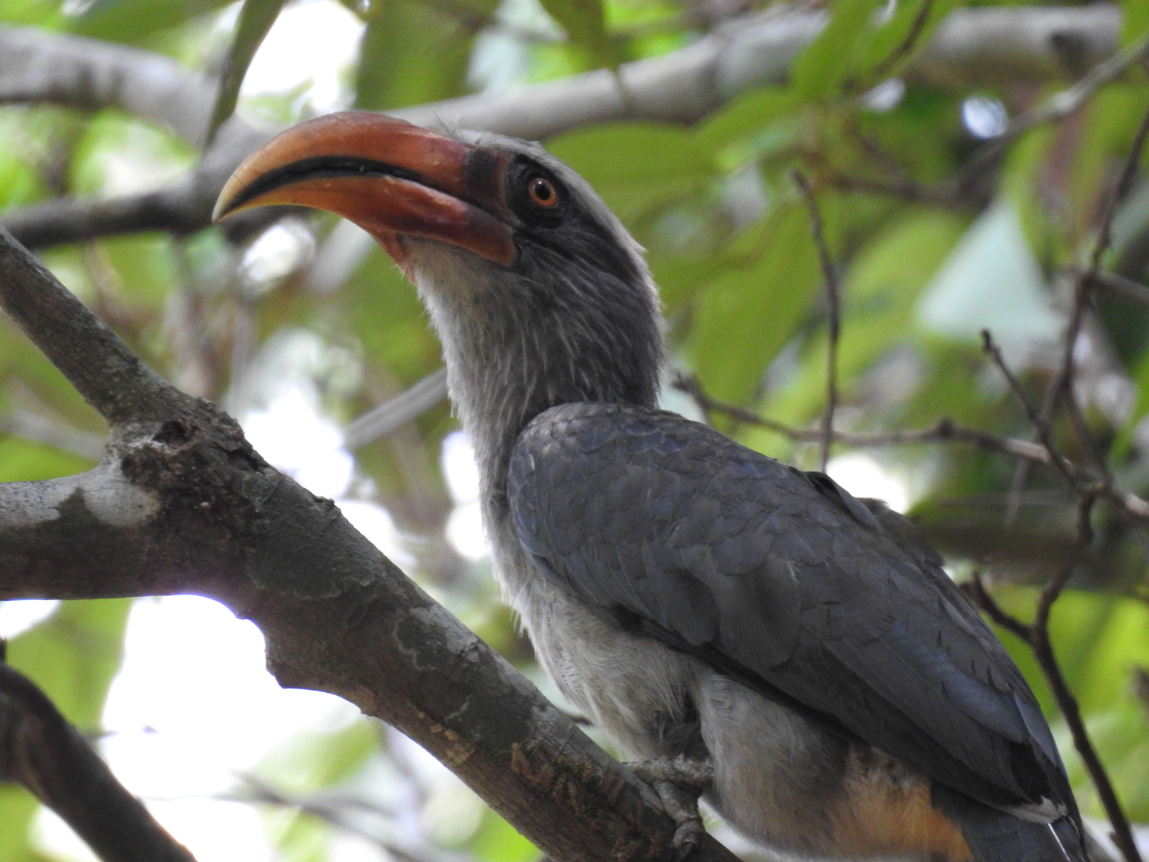 Image of Malabar Grey Hornbill